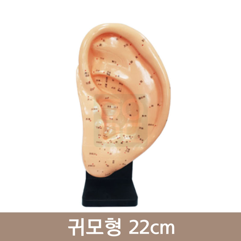 귀모형 22cm<BR> HEZY-2004