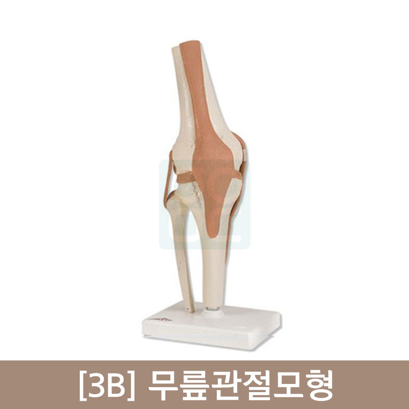 [3B]무릎관절모형<br>A82