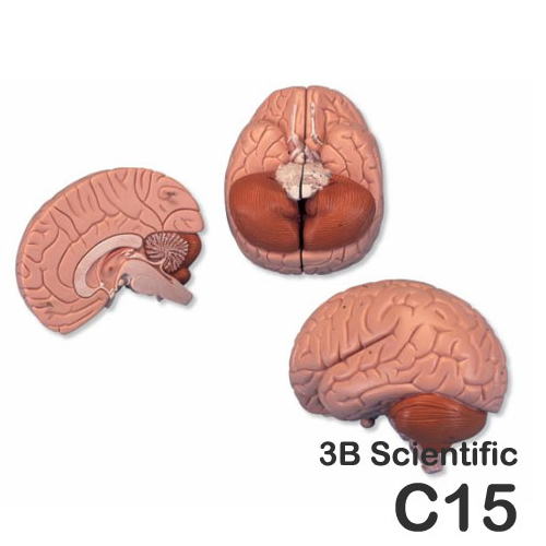 [3B]2분리뇌모형<br>C15