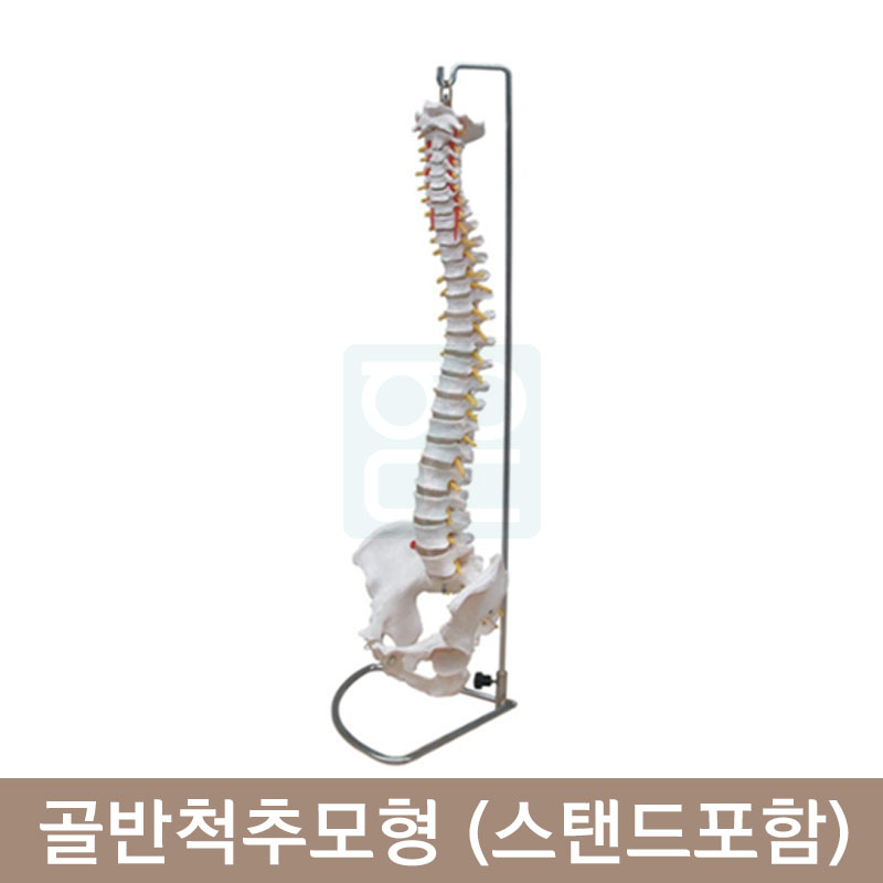 골반척추모형 HEGG-3001<BR>스탠드포함