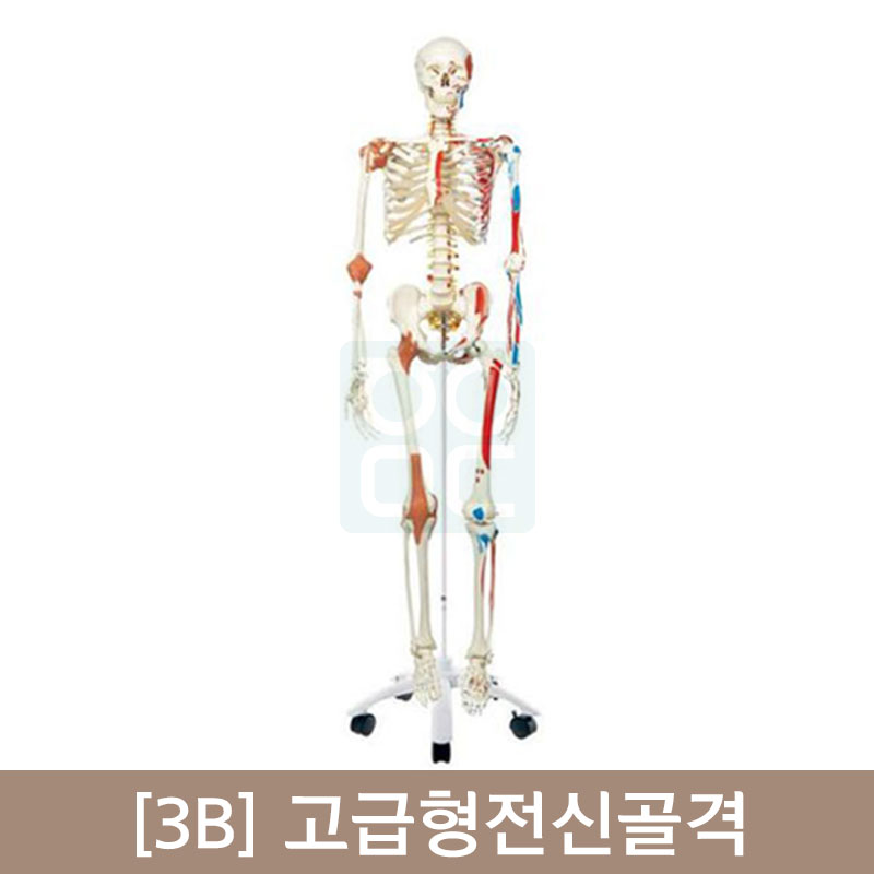 [3B]고급형전신골격(A13)<br>170cm고급형