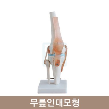무릎인대모형<br>HEZZ-4004