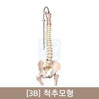 [3B]척추모형A58/3<br>(가장대표적인척추모형)
