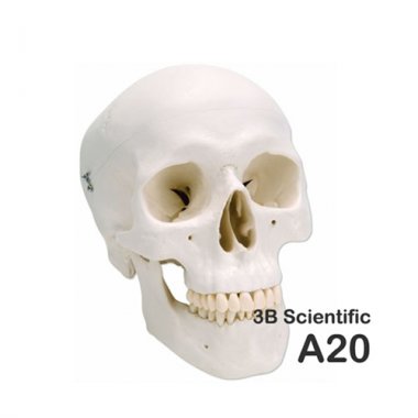 [3B]두개골모형(기본형)<br>A20