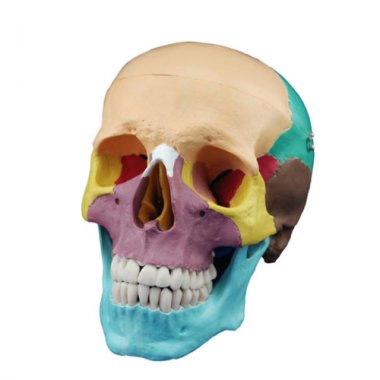 컬러표시 두개골모형<BR>HEGG-2001C