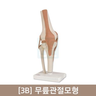 [3B]무릎관절모형<br>A82