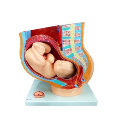 여성임신골반모형 HEJP-5008<BR>4파트 분리 태아자궁포함