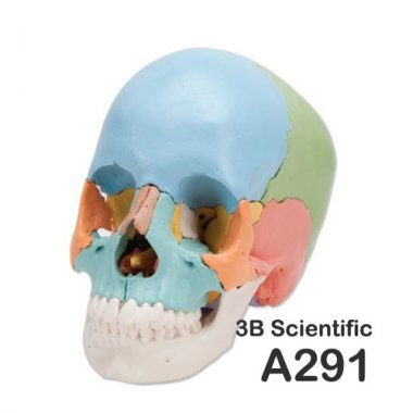 [3B]22분리채색두개골모형<br>A291