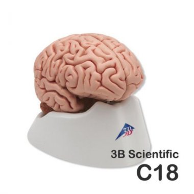 [3B]5분리뇌모형<br>C18