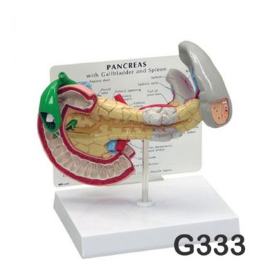 [GPI]췌장모형(미국)<br>G333
