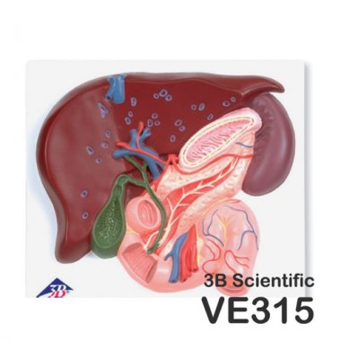 [3B]간,담낭,췌장,십이지장모형<br>VE315