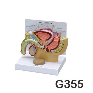 [GPI]남성생식기전립선모형<br>G355