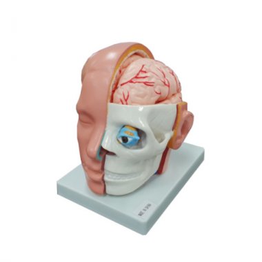 10분리 머리뇌모형 HEJP2001 <br>뇌 해부모형