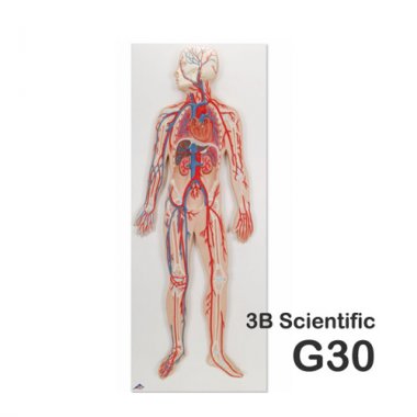 [3B]혈관순환계모형<br>G30
