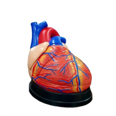 심장확대모형<br>HEJP-3003