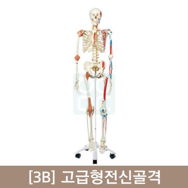 [3B]고급형전신골격(A13)<br>170cm고급형